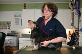 AUSCULTATION 081
